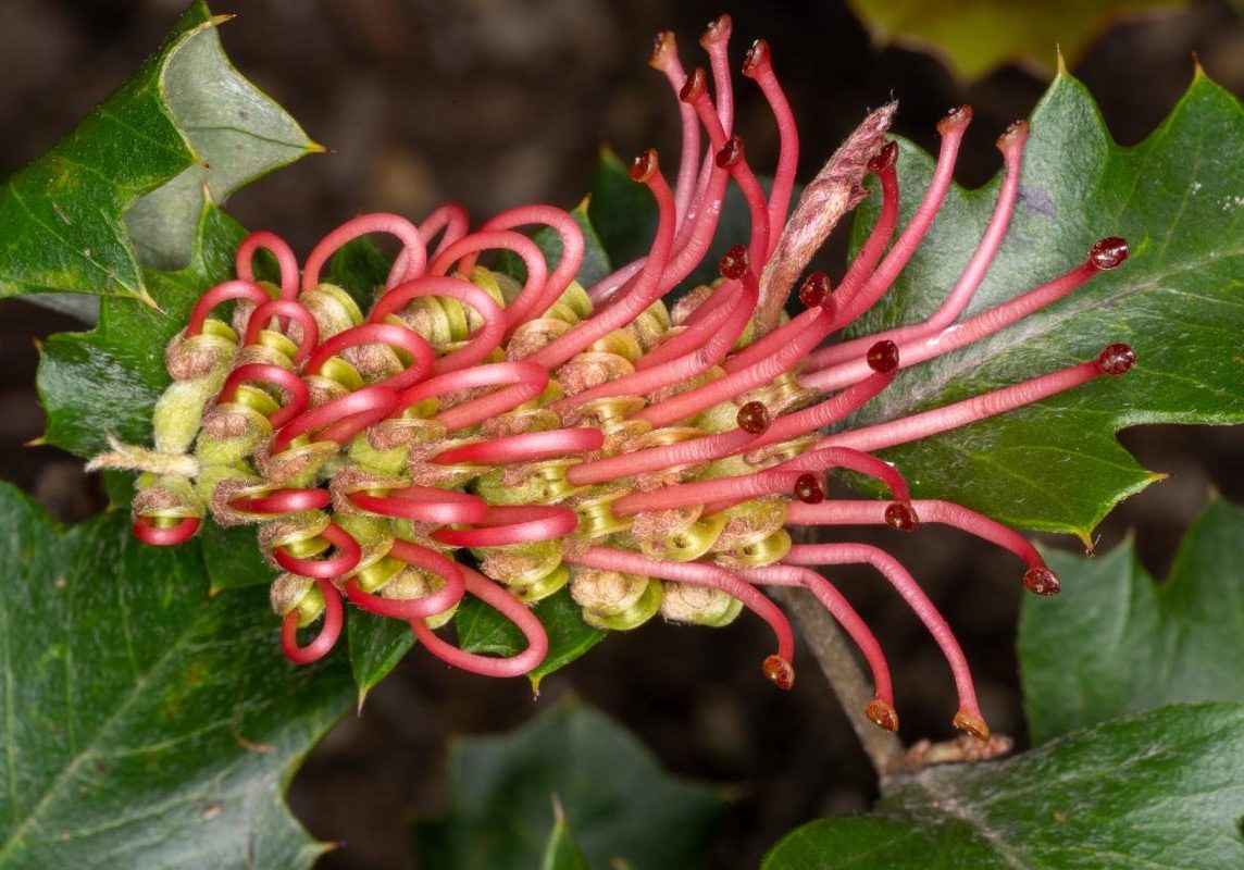 Anglesea-Grevillea Anglesea-Grevillea